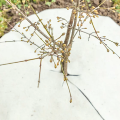 Mulchscheiben, ∅ 25 Cm -Windhager || Compo Verkäufe andermatt biogarten mulchscheiben 60 cm 1683270 de