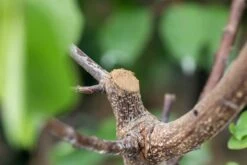 Wundschutzlehm, 600 G