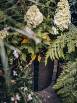 Pflanztasche "Classic" - Geotextil, 10 L -Windhager || Compo Verkäufe bacsac pflanztasche classic geotextil 1681150 de