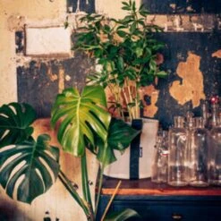 Pflanztasche "Colour" - 10 Liter, Ingwer -Windhager || Compo Verkäufe bacsac pflanztasche colour 10 liter 1681163 de