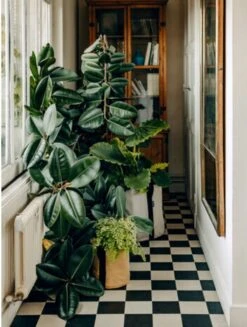 Pflanztasche "Colour" - 10 Liter, Ingwer -Windhager || Compo Verkäufe bacsac pflanztasche colour 10 liter 1681169 de