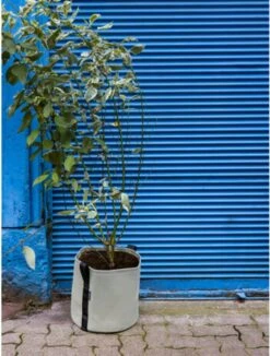 Pflanztasche "Colour" - 25 Liter, Limette -Windhager || Compo Verkäufe bacsac pflanztasche colour 25 liter kalk 1681182 de