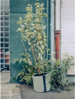 Pflanztasche "Colour" - 25 Liter, Limette -Windhager || Compo Verkäufe bacsac pflanztasche colour 25 liter kalk 1681185 de