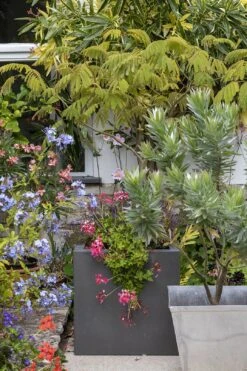 Jätfinger Für Pflanzgefäße -Windhager || Compo Verkäufe burgon ball jaetfinger fuer pflanzgefaesse 1 k 1127236 de