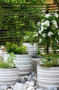 Jätfinger Für Pflanzgefäße -Windhager || Compo Verkäufe burgon ball jaetfinger fuer pflanzgefaesse 1 st 1668807 de