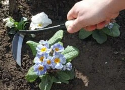 Japanische Sichel Für Rechtshänder -Windhager || Compo Verkäufe burgon ball japanische sichel fuer rechtshaender 1 st 1665927 de