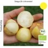 Bio Tomatillo Aurora -Windhager || Compo Verkäufe culinaris bio tomatillo aurora 1 paket 1683591 de
