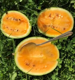 Bio Wassermelone Solopoly