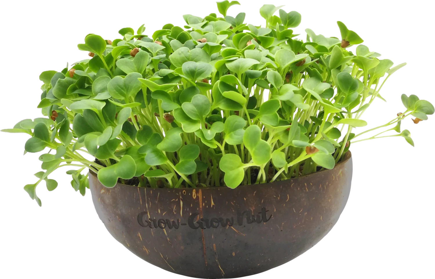 Microgreens Nachfüllpaket "Asian Festival" 5 Microgreens Nachfüllpaket "Asian Festival" – Bild 3