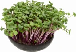 Microgreens Nachfüllpaket "Brokk 'n' Roll" -Windhager || Compo Verkäufe grow grow nut microgreens nachfuellpaket brokk n roll 1 set 1012611 de