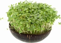 Microgreens Nachfüllpaket "Brokk 'n' Roll" -Windhager || Compo Verkäufe grow grow nut microgreens nachfuellpaket brokk n roll 1 set 1012887 de