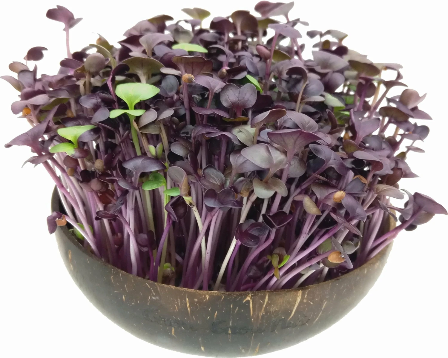 Microgreens Nachfüllpaket "Red Hot Greens" 7 Microgreens Nachfüllpaket "Red Hot Greens" – Bild 5