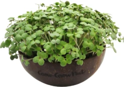 Microgreens Nachfüllpaket "Red Hot Greens" 11 Microgreens Nachfüllpaket "Red Hot Greens" -Windhager || Compo Verkäufe grow grow nut microgreens nachfuellpaket red hot greens 1 set 1675645 de