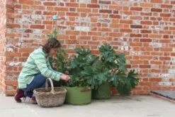 Gemüsepflanztaschen Im 3er Set, 3 Stück -Windhager || Compo Verkäufe haxnicks gemuesepflanztaschen im 3er set 3 st 1666016 de