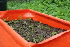 Karottenpflanztasche Im 2er Set, 2 Stück -Windhager || Compo Verkäufe haxnicks karottenpflanztasche im 2er set 2 st 1666038 de