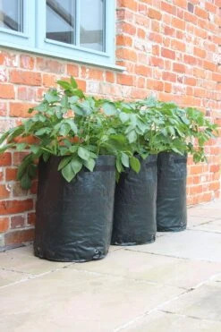 Kartoffelpflanztaschen Im 3er Set, 3 Stück -Windhager || Compo Verkäufe haxnicks kartoffelpflanztaschen im 3er set 3 st 1666022 de