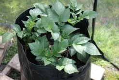 Kartoffelpflanztaschen Im 3er Set, 3 Stück -Windhager || Compo Verkäufe haxnicks kartoffelpflanztaschen im 3er set 3 st 1666023 de