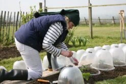 Originale Viktorianische Pflanzglocke, 3 Stück -Windhager || Compo Verkäufe haxnicks originale viktorianische pflanzglocke 3 st 1666006 de