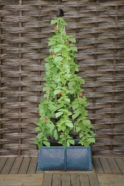Pflanztasche Für Erbsen & Bohnen -Windhager || Compo Verkäufe haxnicks pflanztasche fuer erbsen bohnen 1 st 1666027 de