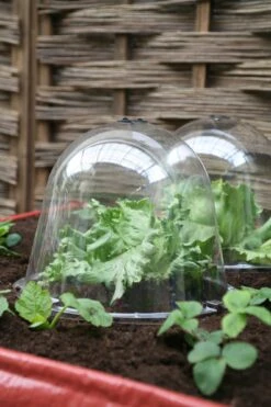 Viktorianische Pflanzglocke "King Size", 2 Stück