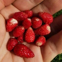 Saatgut "Balkonerdbeere" -Windhager || Compo Verkäufe own grown saatgut balkonerdbeere 1682779 de