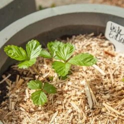 Saatgut "Weiße Erdbeere" 11 Saatgut "Weiße Erdbeere" -Windhager || Compo Verkäufe own grown saatgut weisse erdbeere 1525953 de