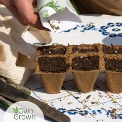 Saatgut "Weiße Erdbeere" 9 Saatgut "Weiße Erdbeere" -Windhager || Compo Verkäufe own grown saatgut weisse erdbeere 1525961 de