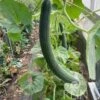Gurkenmelone "Armenian Green" -Windhager || Compo Verkäufe reinsaat gurkenmelone armenian green 1683489 de