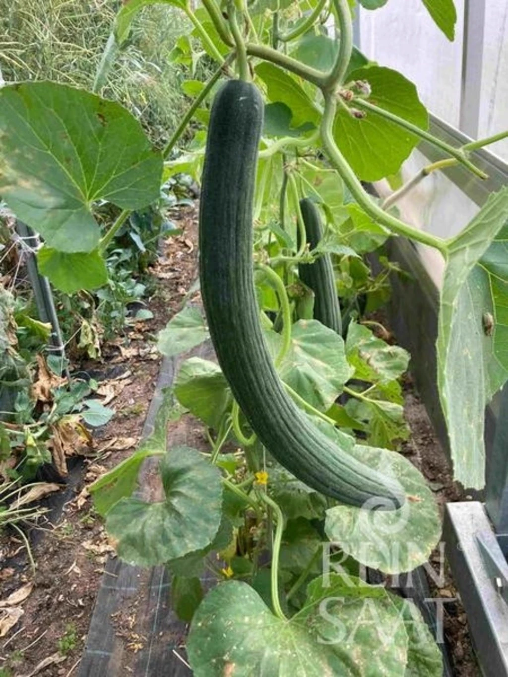 Gurkenmelone "Armenian Green" 3 Gurkenmelone "Armenian Green"