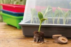 Classic Gewächshaus M -Windhager || Compo Verkäufe romberg classic gewaechshaus m 1 st 906745 de