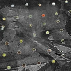 Windhager Mulch-Folie -Windhager || Compo Verkäufe windhager mulch folie 1 st 1670529 de