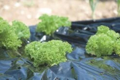 Windhager Mulch-Folie -Windhager || Compo Verkäufe windhager mulch folie 1 stk 761717 de