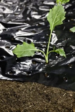 Windhager Mulch-Folie -Windhager || Compo Verkäufe windhager mulch folie 1 stk 761727 de