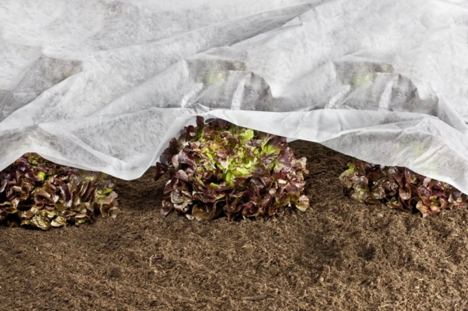 Windhager ÖKO-Wachstumsvlies 10x1,5 M 4 Windhager ÖKO-Wachstumsvlies 10x1,5 M – Bild 2