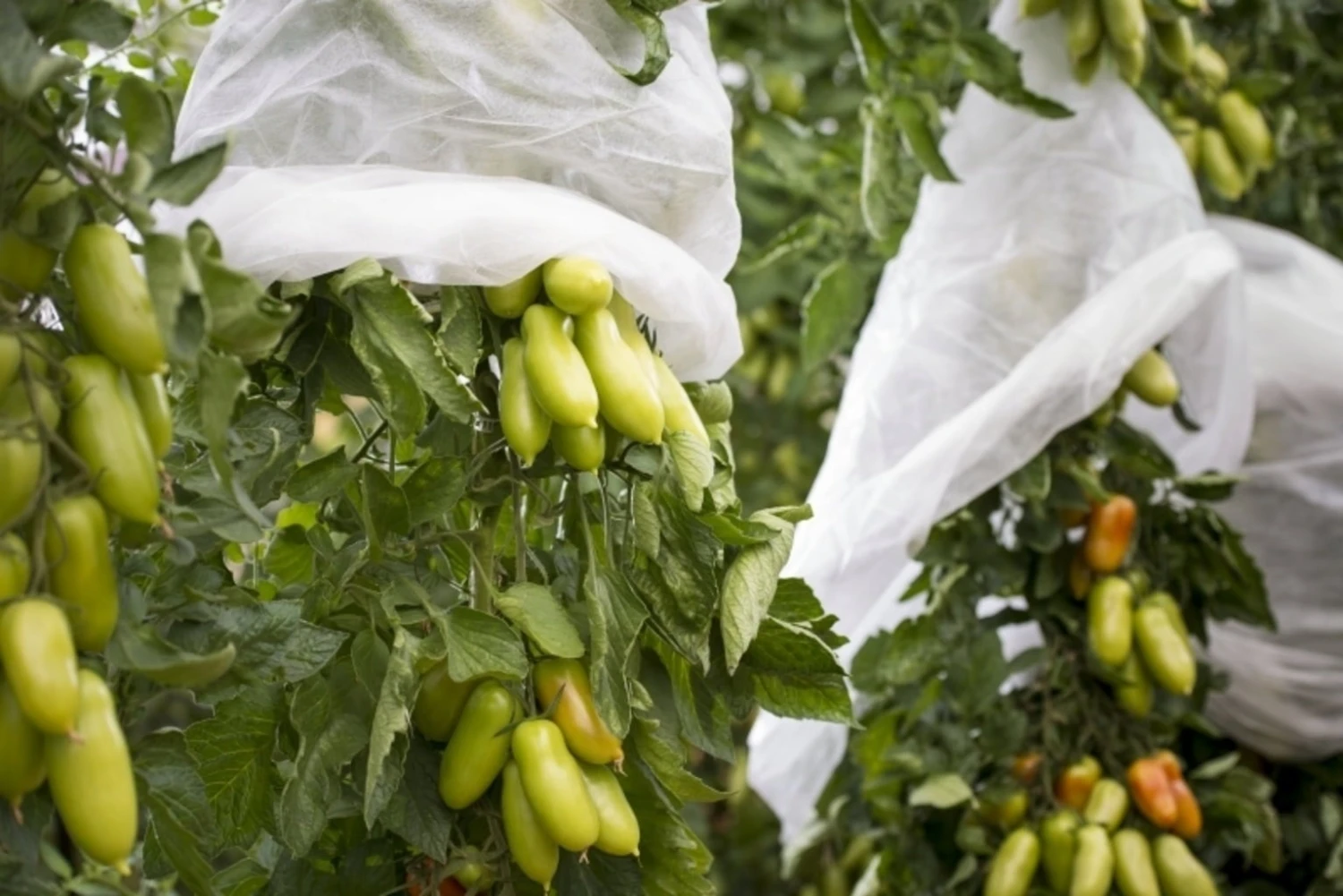 Windhager Tomaten-Vliesschlauch 9 Windhager Tomaten-Vliesschlauch – Bild 7