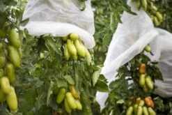 Windhager Tomaten-Vliesschlauch Supergrow -Windhager || Compo Verkäufe windhager tomaten vliesschlauch supergrow 1 st 1670517 de