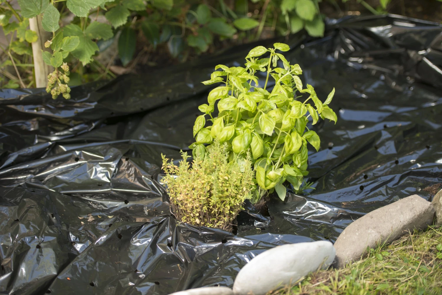 Windhager Unkraut- & Erdbeer-Folie 8 Windhager Unkraut- & Erdbeer-Folie – Bild 6