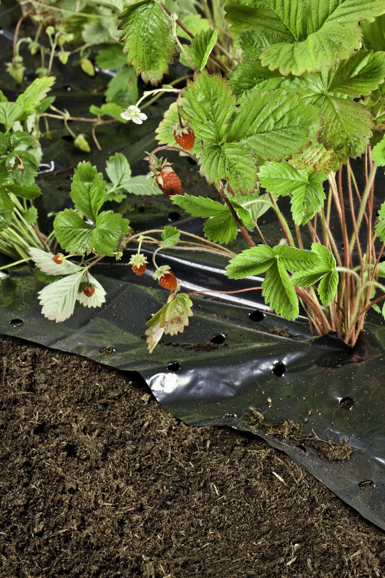 Windhager Unkraut- & Erdbeer-Folie 6 Windhager Unkraut- & Erdbeer-Folie – Bild 4