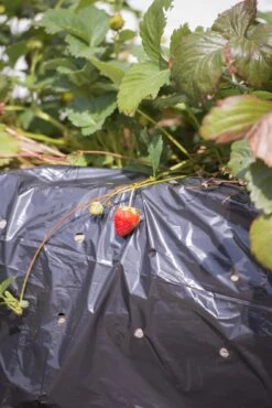 Windhager Unkraut- & Erdbeer-Folie