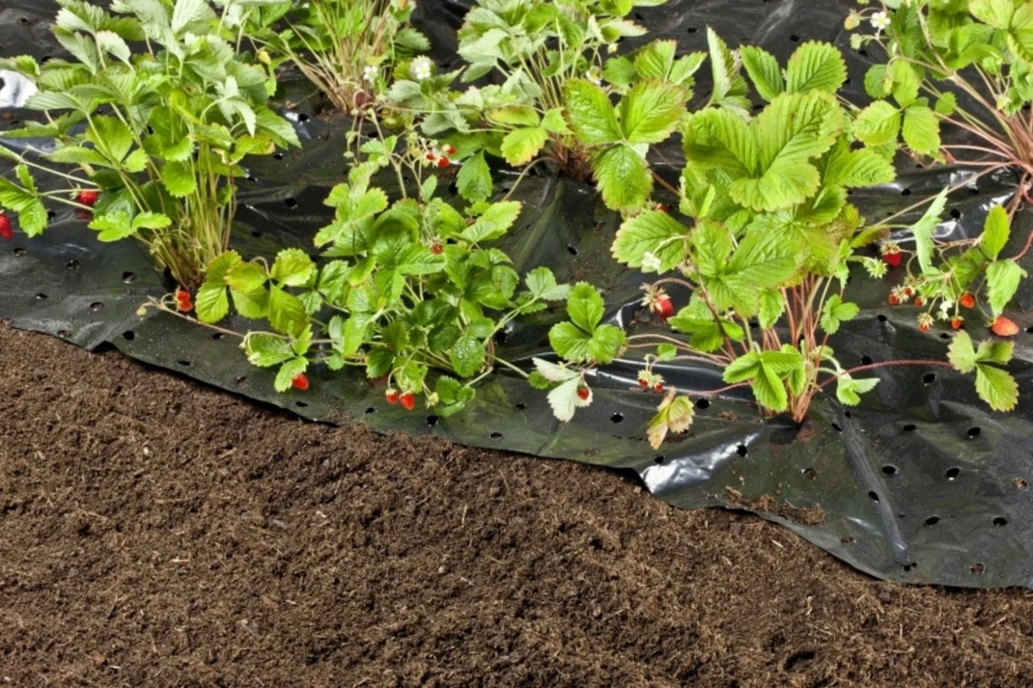 Windhager Unkraut- & Erdbeer-Folie 5 Windhager Unkraut- & Erdbeer-Folie – Bild 3