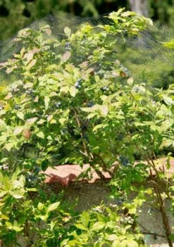 Windhager Vogelschutz-Netz ORTONET, 5x4m -Windhager || Compo Verkäufe windhager vogelschutz netz ortonet 1666251 de